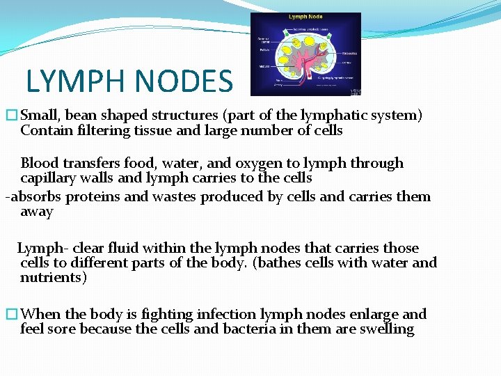 LYMPH NODES �Small, bean shaped structures (part of the lymphatic system) Contain filtering tissue