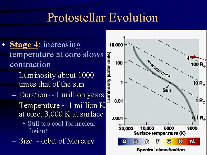 Protostellar Evolution • Stage 4: increasing temperature at core slows contraction – Luminosity about