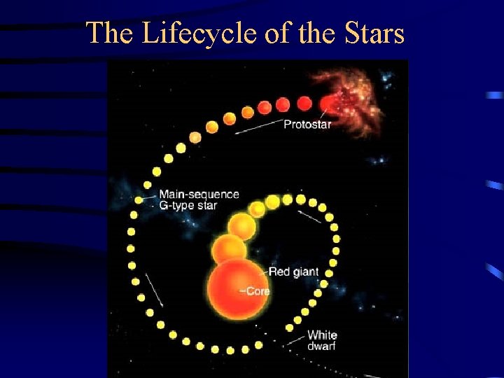 The Lifecycle of the Stars 