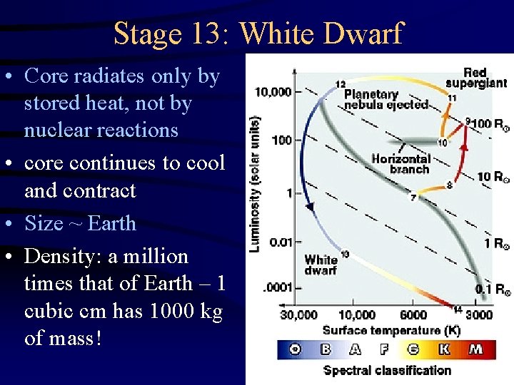 Stage 13: White Dwarf • Core radiates only by stored heat, not by nuclear
