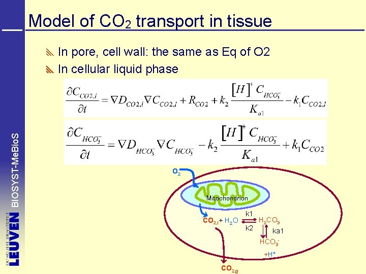 Model of CO 2 transport in tissue BIOSYST-Me. Bio. S In pore, cell wall: