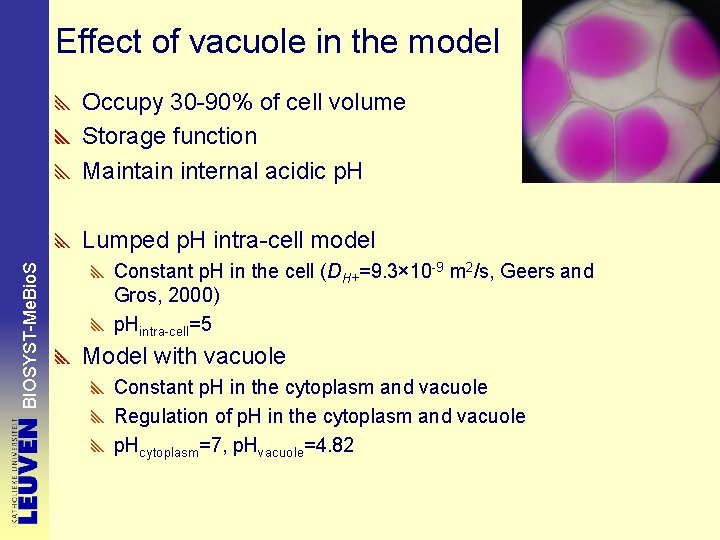 Effect of vacuole in the model Occupy 30 -90% of cell volume Storage function