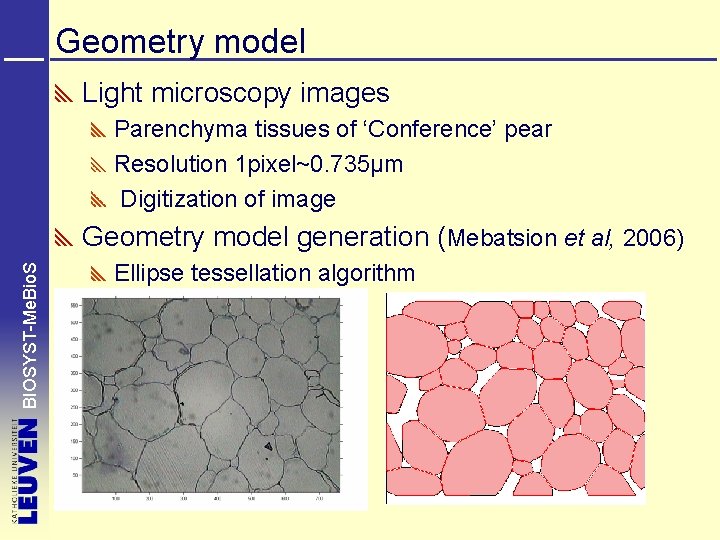 Geometry model Light microscopy images Parenchyma tissues of ‘Conference’ pear Resolution 1 pixel~0. 735µm