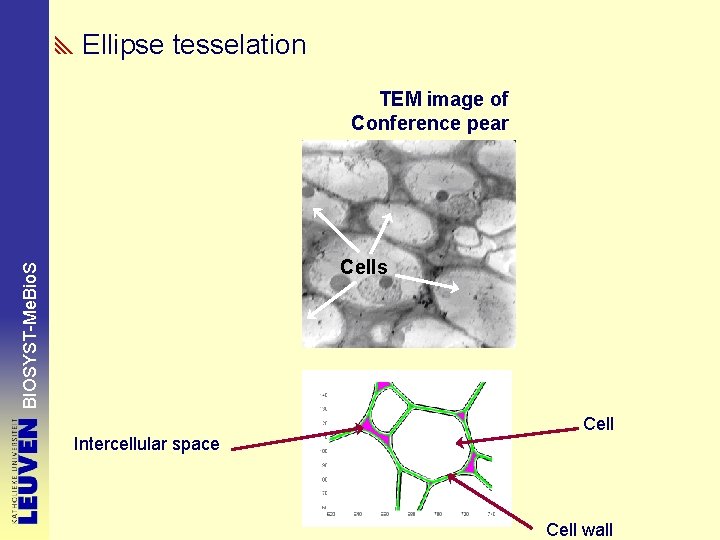 Ellipse tesselation TEM image of Conference pear BIOSYST-Me. Bio. S Cells Cell Intercellular space