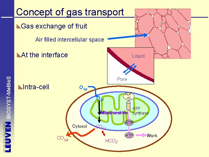 Concept of gas transport Gas exchange of fruit Air filled intercellular space BIOSYST-Me. Bio.