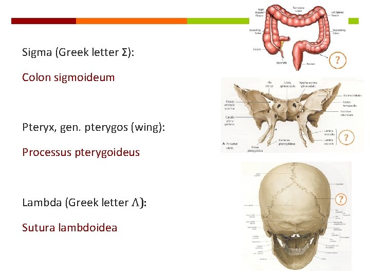 Sigma (Greek letter Σ): Colon sigmoideum Pteryx, gen. pterygos (wing): Processus pterygoideus Lambda (Greek