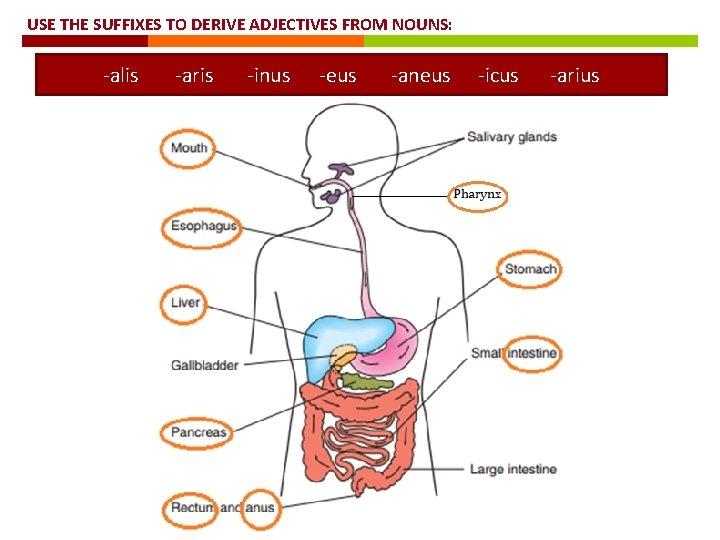 USE THE SUFFIXES TO DERIVE ADJECTIVES FROM NOUNS: -alis -aris -inus -eus -aneus -icus