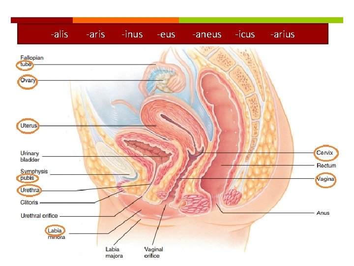 -alis -aris -inus -eus -aneus -icus -arius 