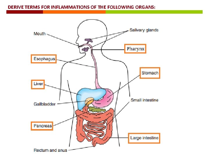 DERIVE TERMS FOR INFLAMMATIONS OF THE FOLLOWING ORGANS: 