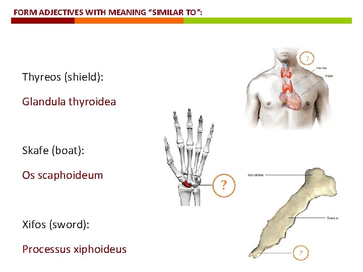 FORM ADJECTIVES WITH MEANING “SIMILAR TO”: Thyreos (shield): Glandula thyroidea Skafe (boat): Os scaphoideum