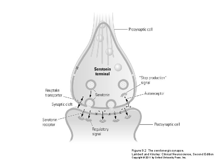 Figure 9. 2 The serotonergic synapse. Lambert and Kinsley: Clinical Neuroscience, Second Edition Copyright Figure 9. 2 The serotonergic synapse. Lambert and Kinsley: Clinical Neuroscience, Second Edition Copyright