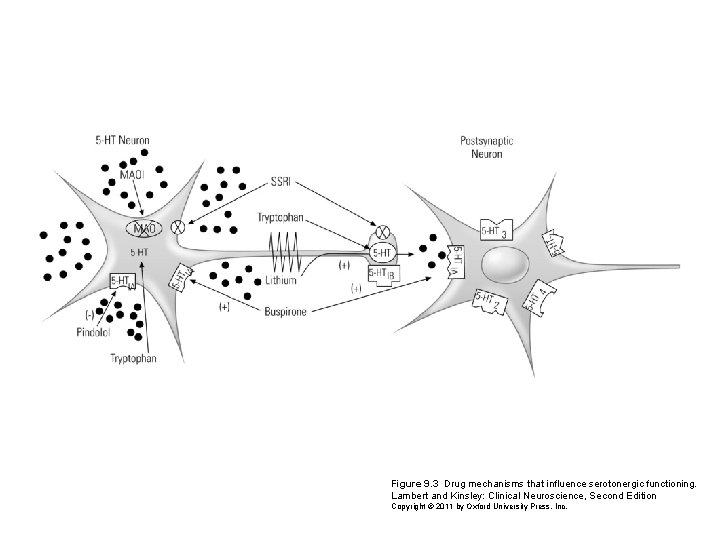 Figure 9. 3 Drug mechanisms that influence serotonergic functioning. Lambert and Kinsley: Clinical Neuroscience, Figure 9. 3 Drug mechanisms that influence serotonergic functioning. Lambert and Kinsley: Clinical Neuroscience,