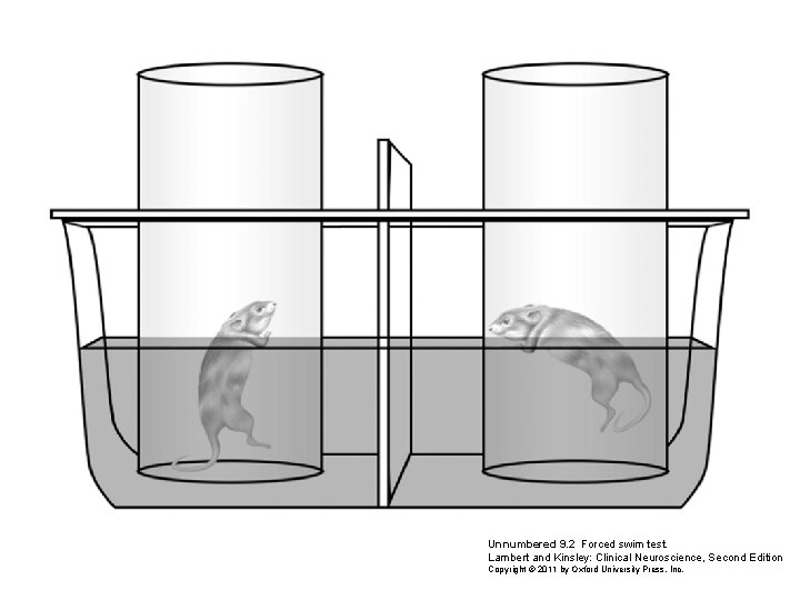 Unnumbered 9. 2 Forced swim test. Lambert and Kinsley: Clinical Neuroscience, Second Edition Copyright Unnumbered 9. 2 Forced swim test. Lambert and Kinsley: Clinical Neuroscience, Second Edition Copyright