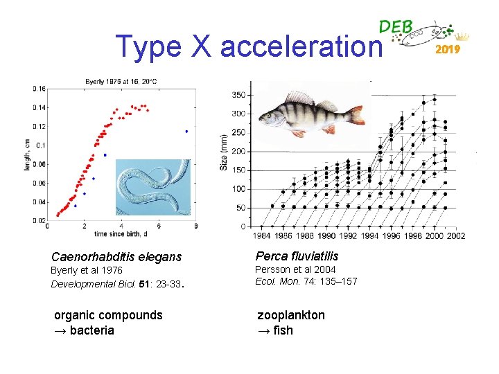 Type X acceleration Caenorhabditis elegans Perca fluviatilis Byerly et al 1976 Developmental Biol. 51: