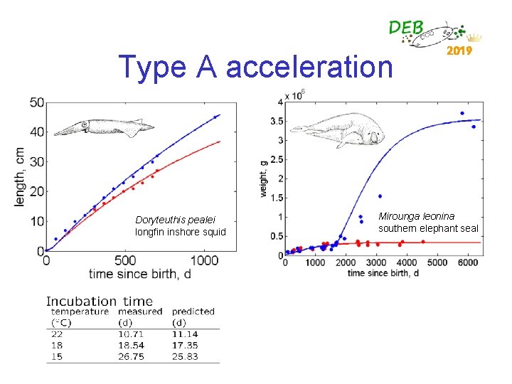 Type A acceleration Doryteuthis pealei longfin inshore squid 2019 Mirounga leonina southern elephant seal