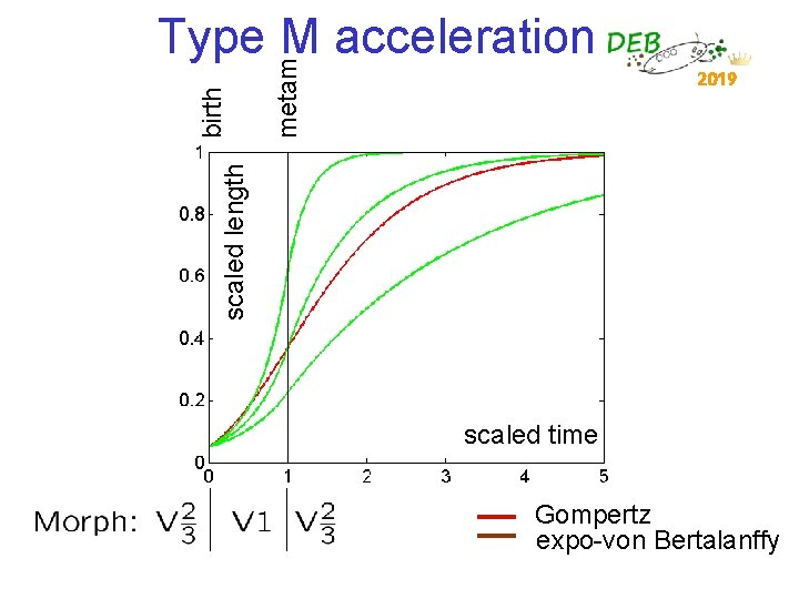 metam 2019 scaled length birth Type M acceleration scaled time Gompertz expo-von Bertalanffy 