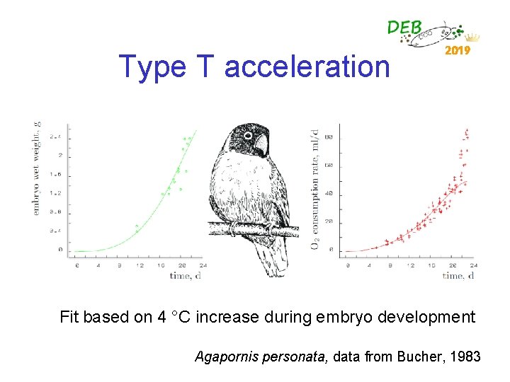 Type T acceleration 2019 Fit based on 4 °C increase during embryo development Agapornis