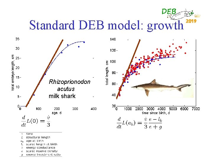 Standard DEB model: growth Rhizoprionodon acutus milk shark 2019 