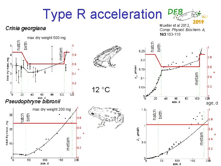 Type R acceleration Crinia georgiana hatch birth metam birth max dry weight 500 mg