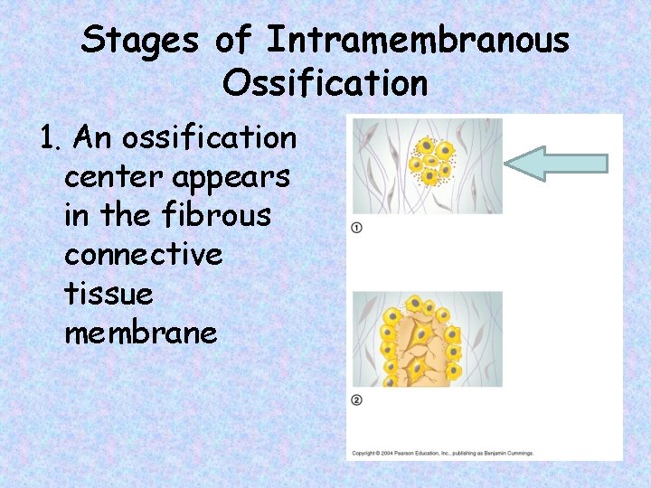 Stages of Intramembranous Ossification 1. An ossification center appears in the fibrous connective tissue