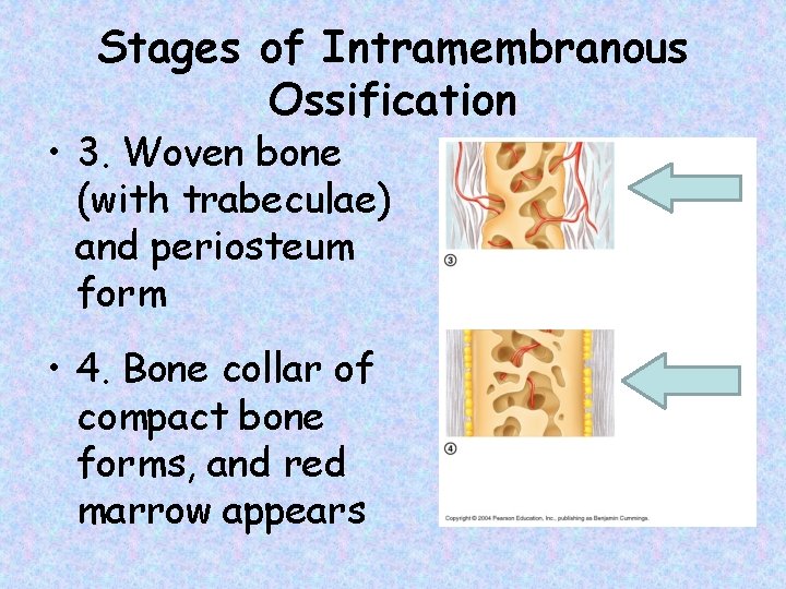 Stages of Intramembranous Ossification • 3. Woven bone (with trabeculae) and periosteum form •