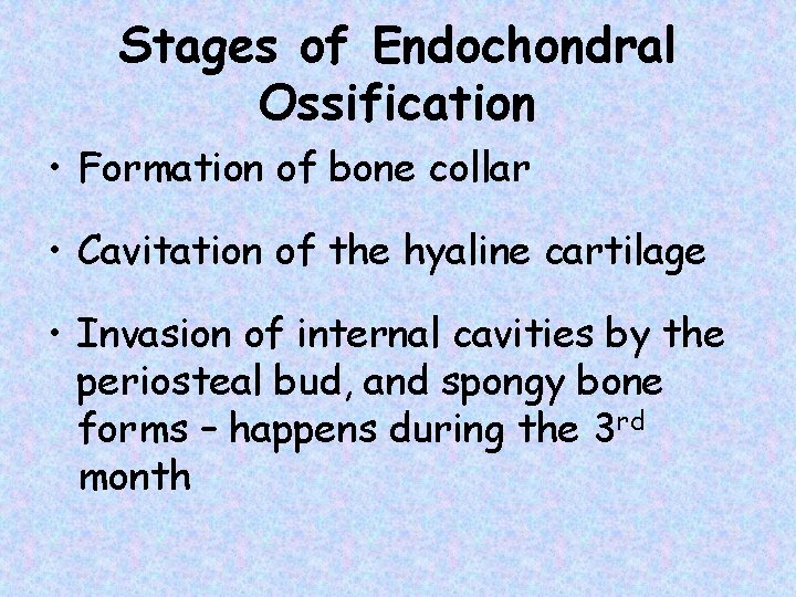 Stages of Endochondral Ossification • Formation of bone collar • Cavitation of the hyaline