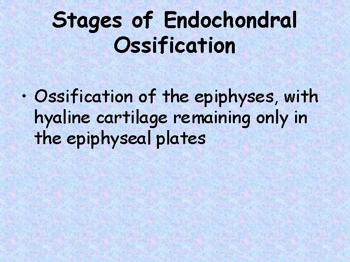 Stages of Endochondral Ossification • Ossification of the epiphyses, with hyaline cartilage remaining only