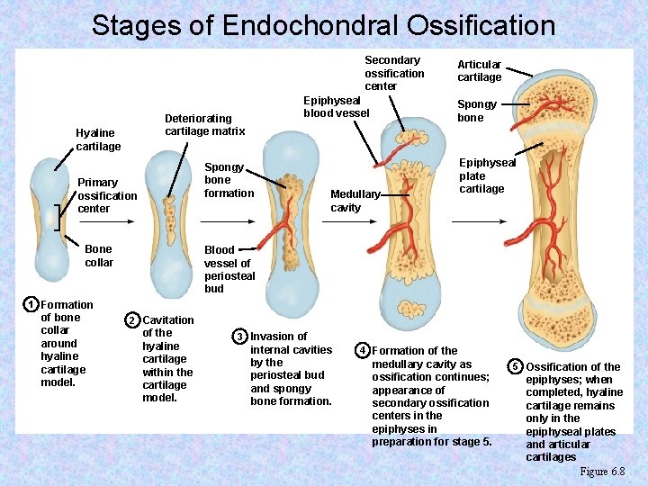 Stages of Endochondral Ossification Secondary ossification center Epiphyseal blood vessel Deteriorating cartilage matrix Hyaline