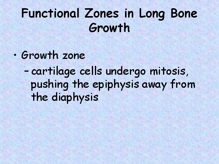 Functional Zones in Long Bone Growth • Growth zone – cartilage cells undergo mitosis,
