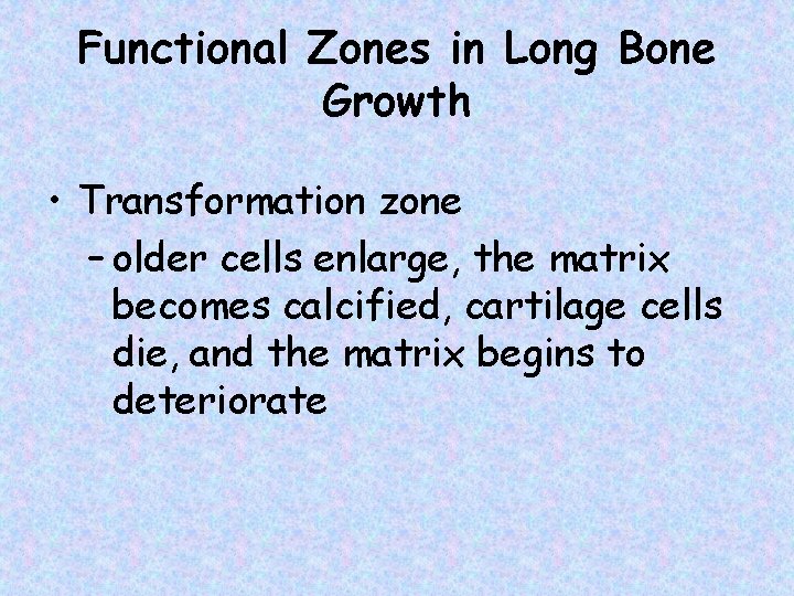 Functional Zones in Long Bone Growth • Transformation zone – older cells enlarge, the