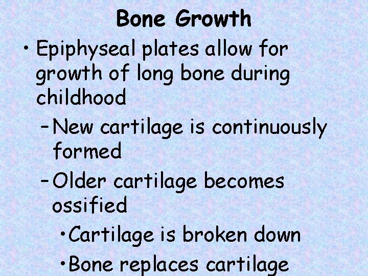 Bone Growth • Epiphyseal plates allow for growth of long bone during childhood –