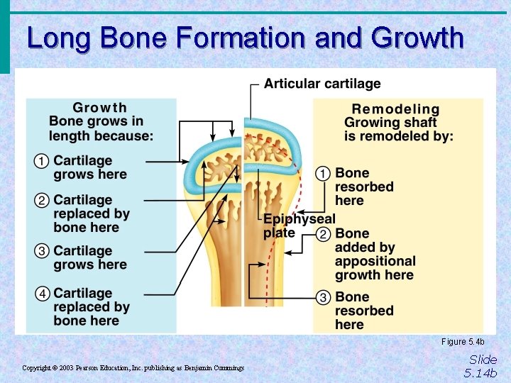 Long Bone Formation and Growth Figure 5. 4 b Copyright © 2003 Pearson Education,