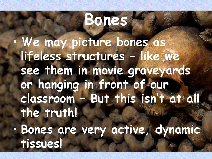 Bones • We may picture bones as lifeless structures – like we see them