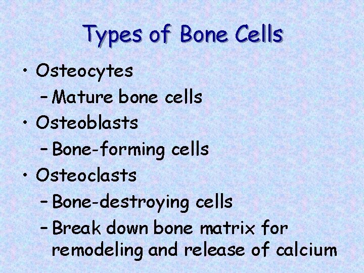 Types of Bone Cells • Osteocytes – Mature bone cells • Osteoblasts – Bone-forming