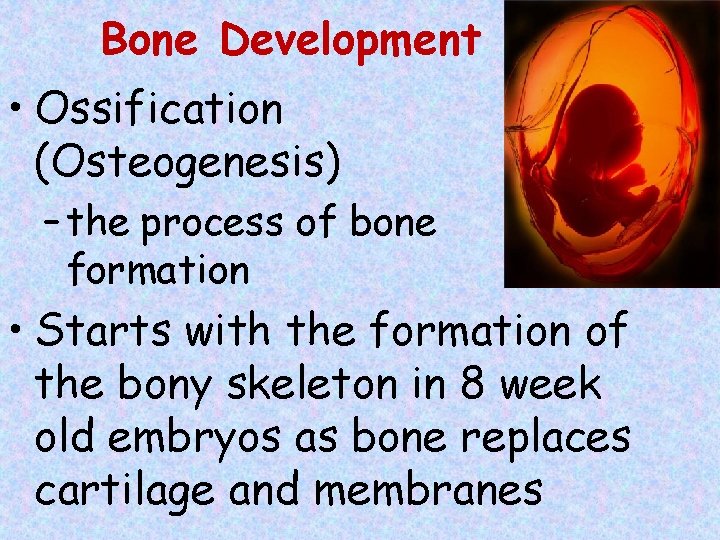 Bone Development • Ossification (Osteogenesis) – the process of bone formation tissue • Starts