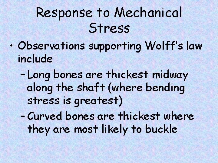 Response to Mechanical Stress • Observations supporting Wolff’s law include – Long bones are