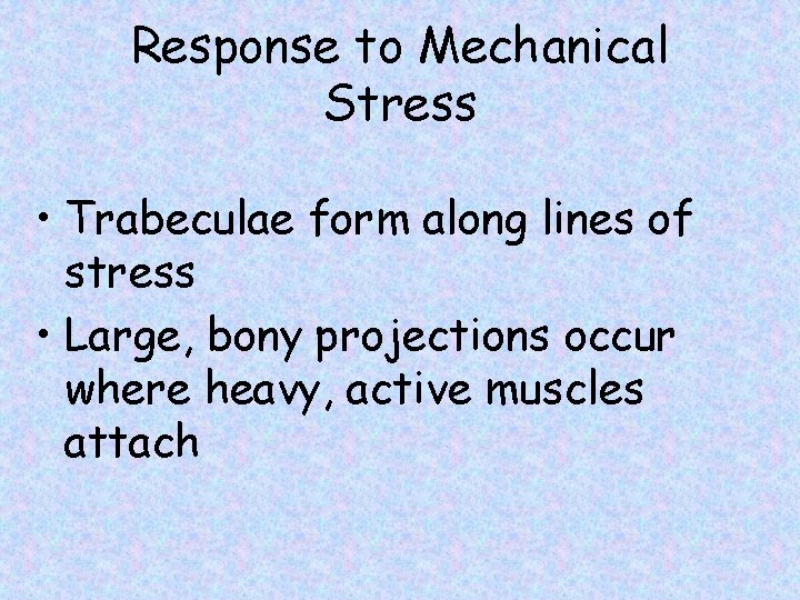 Response to Mechanical Stress • Trabeculae form along lines of stress • Large, bony