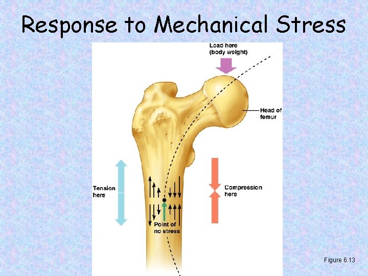 Response to Mechanical Stress Figure 6. 13 