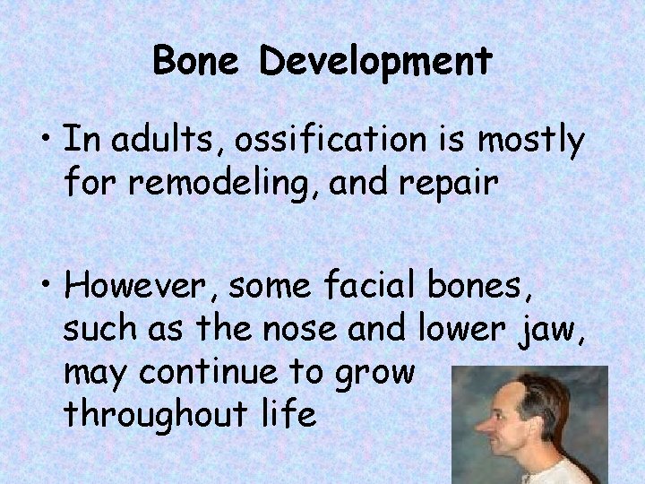 Bone Development • In adults, ossification is mostly for remodeling, and repair • However,