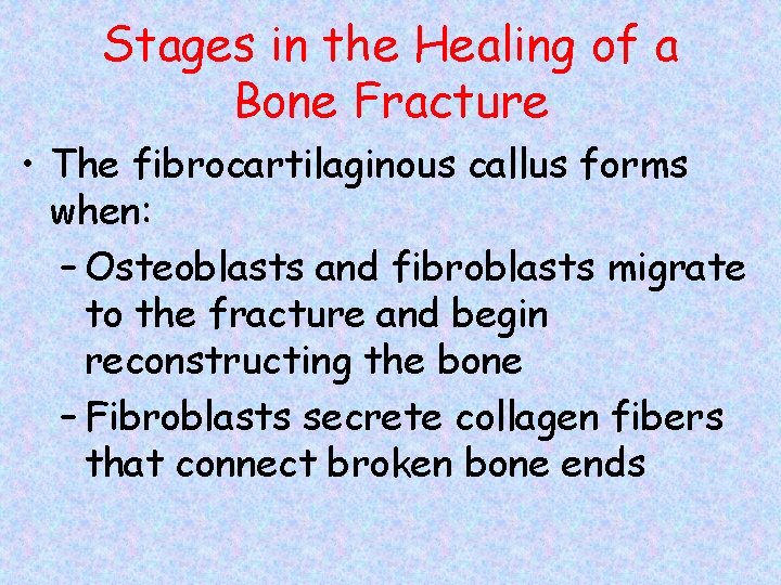 Stages in the Healing of a Bone Fracture • The fibrocartilaginous callus forms when: