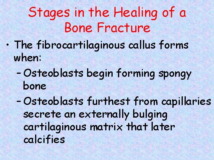 Stages in the Healing of a Bone Fracture • The fibrocartilaginous callus forms when: