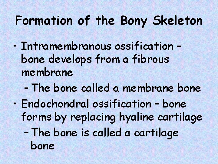 Formation of the Bony Skeleton • Intramembranous ossification – bone develops from a fibrous