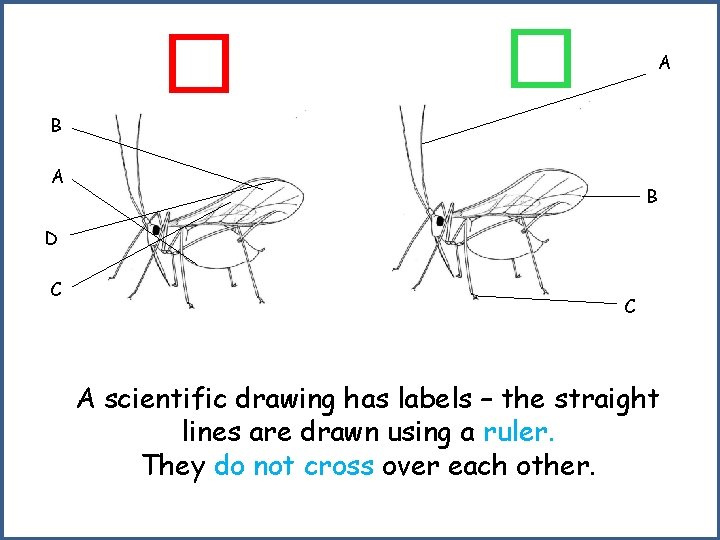 � � A B D C C A scientific drawing has labels – the