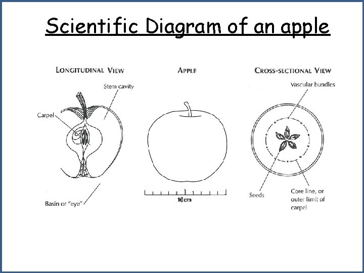 Scientific Diagram of an apple 