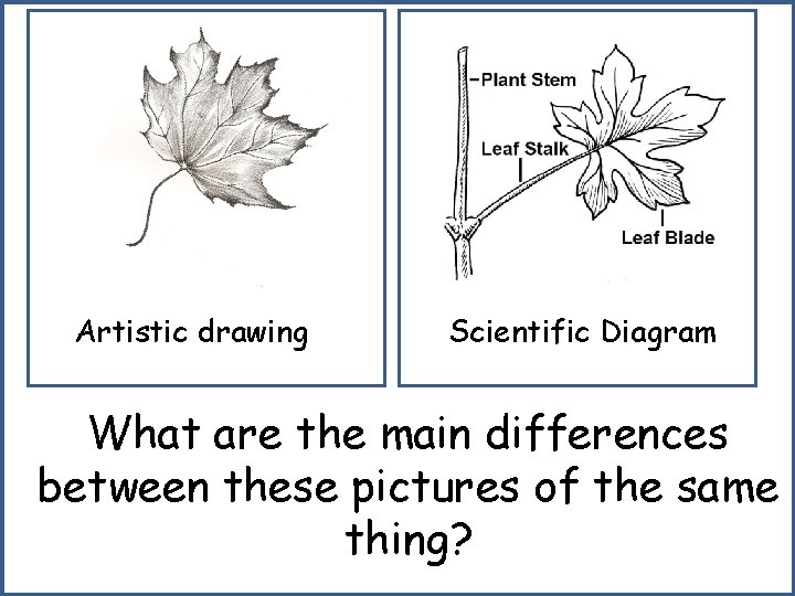 Artistic drawing Scientific Diagram What are the main differences between these pictures of the