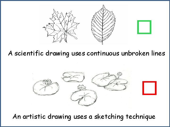 � A scientific drawing uses continuous unbroken lines � An artistic drawing uses a