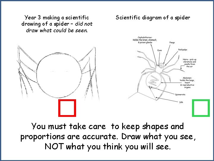 Year 3 making a scientific drawing of a spider – did not draw what