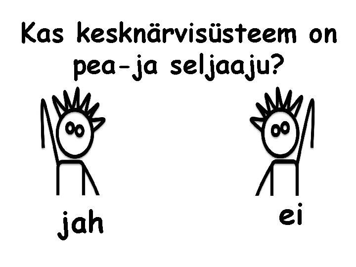 Kas kesknärvisüsteem on pea-ja seljaaju? jah ei 