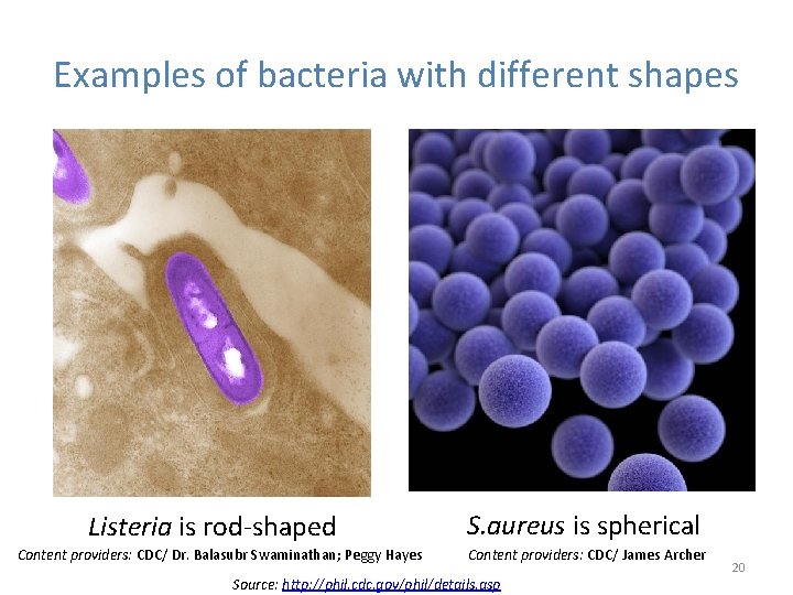 Examples of bacteria with different shapes Listeria is rod-shaped Content providers: CDC/ Dr. Balasubr
