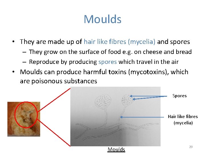 Moulds • They are made up of hair like fibres (mycelia) and spores –